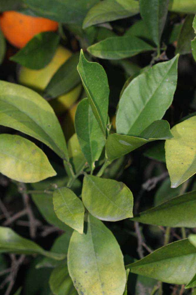            Shade leaves (Riverside, CA)   